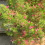 grevillea