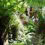The rocky outcrop and woodland garden.