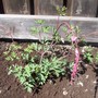 Dicentra spectabilis (Bleeding heart)