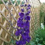 Delphinium 'Black Knight' (Delphinium 'Black Knight')