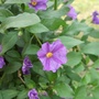 Solanum rantonnetii 'Royal Robe' (Solanum rantonnetii (Royal Robe))