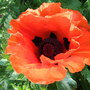 Papaver_orientale