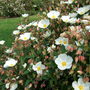 White Cistus full out. (Cistus x corbariensis)