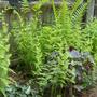 Ferns