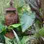 Calocasia and rusty urn.