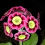 Alpine_lynn_jr_16_4_2002