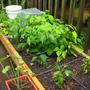 patio garden 1