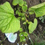 one of my latest acquisitions..Brunnera (Brunnera macrophylla)