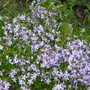 Rock Cress - Phlox subulata... (phlox subulata)