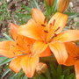 Lillies