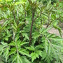 Artemisia (black stem)
