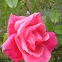Pink Rose