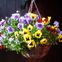 A garden flower photo