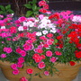 A garden flower photo