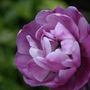 Tulip__mauve_.jpg