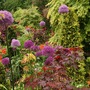 Aliums 25 May 08.jpg