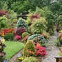 Upper garden 25 May 08.jpg