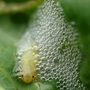 Frog_hopper
