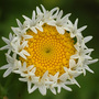 strange daisy