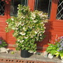 A garden flower photo