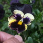 black pansy