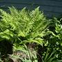 Lady Fern