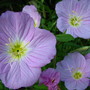 evening primrose (Oenothera speciosa)
