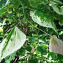   variegated redbud tree (Cercis canadensis 'silver cloud')