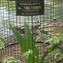 Sapling planted by Tina Turner