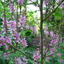 5-25-08_tropical_bed_032