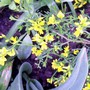 Spartium junceum