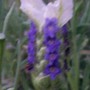 Lavandula stoechas (French lavender)