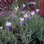 Lavandula stoechas (French lavender)