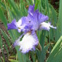 Bearded_iris_-_7