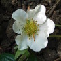 Fragaria chiloensis (Fragaria chiloensis)