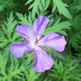Geranium clarkei 'Kashmir Purple' (Geranium clarkei)