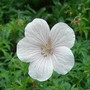 Geranium clarkei ' Kashmir White' (Geranium clarkei)