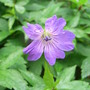 Geranium nodosum (Geranium nodosum)