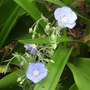 Linum perenne (Linum perenne)