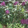 Rhododendron 'Purple Splendour' (Rhododendron 'Purple Splendour')