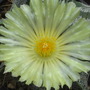 Astrophytum ornatum. (Astrophytum ornatum (Star Cactus))