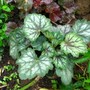 Heuchera Green Spice (Heuchera)