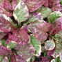 Ajuga reptans Burgundy Glow (Ajuga reptans)