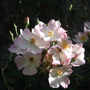 close up pic of rose.