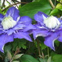 Clematis Multi Blue