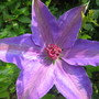 Clematis Elsa Spath