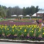 biltmore tulips