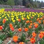 biltmre tulips 2