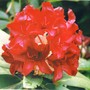 Dark red rhodie (rhododendron)