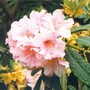 pink double rhodie (rhododendron)